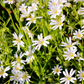 50 Organic CHICKWEED Stellaria Media Starwort Stitchwort White Flower Herb Seeds