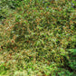 30 Sargent CRAB APPLE Shrub Hummingbird Flower White Red Malus Sargentii Seeds