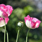 200 Organic AMPHORA POPPY Pink & White Papaver Somniferum Flower Seeds