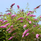 50 VIOLET BUTTERFLY BUSH Buddleja Davidii Purple Flower Seeds