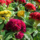 100 CORAL GARDENS Mix CELOSIA Cockscomb Celosia Argentea Cristata Flower Seeds