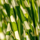 10 ZEBRA GRASS Variegated Maiden Grass Miscanthus Sinensis Zebrinus aka Chinese or Japanese Silver Grass / Plume Grass / Eulalia Seeds