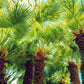 5 MEDITERRANEAN FAN PALM European Dwarf Tree Shrub Chamaerops Humilis Seeds