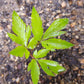 50 FEMALE GINSENG Dong Quai Chinese Angelica Sinensis Herb White Flower Seeds