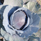 500 RED ACRE CABBAGE Brassica Oleracea Capitata Vegetable Seeds