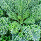 2500 VATES Blue CURLED KALE / Dwarf Blue Curled Scotch Kale Brassica Oleracea Vegetable Seeds