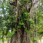 50 BANYAN / BANYAN FIG TREE East Indian Ficus Benghalensis Aerial Root Houseplant Seeds