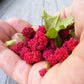 100 STRAWBERRY STICKS / SPINACH Chenopodium Foliosum Fruit Berry Seeds