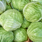 500 GOLDEN ACRE Early CABBAGE Brassica Oleracea Capitata Vegetable Seeds