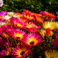 200 MIXED Colors ICE PLANT ( Mesembryanthemum Daisy / Livingstone Daisy ) Dorotheanthus Bellidiformis Flower Seeds