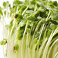 500 CHAMPION RADISH Sweet Scarlet Red Raphanus Sativus Root Vegetable Seeds