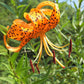 15 WESTERN HYBRIDS LILY Tiger, Leopard, Lemon, Alpine, Kellogg - Mixed Colors Pink, Red, Yellow, Orange - Native Lilium Flower Seeds