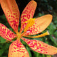 10 FRECKLEFACE BLACKBERRY LILY (Leopard Lily) Belamcanda Chinensis Iris Domestica Flower Seeds