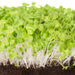 500 MIBUNA CABBAGE Mibu Greens Japanese Brassica Rapa Japonica Vegetable Seeds