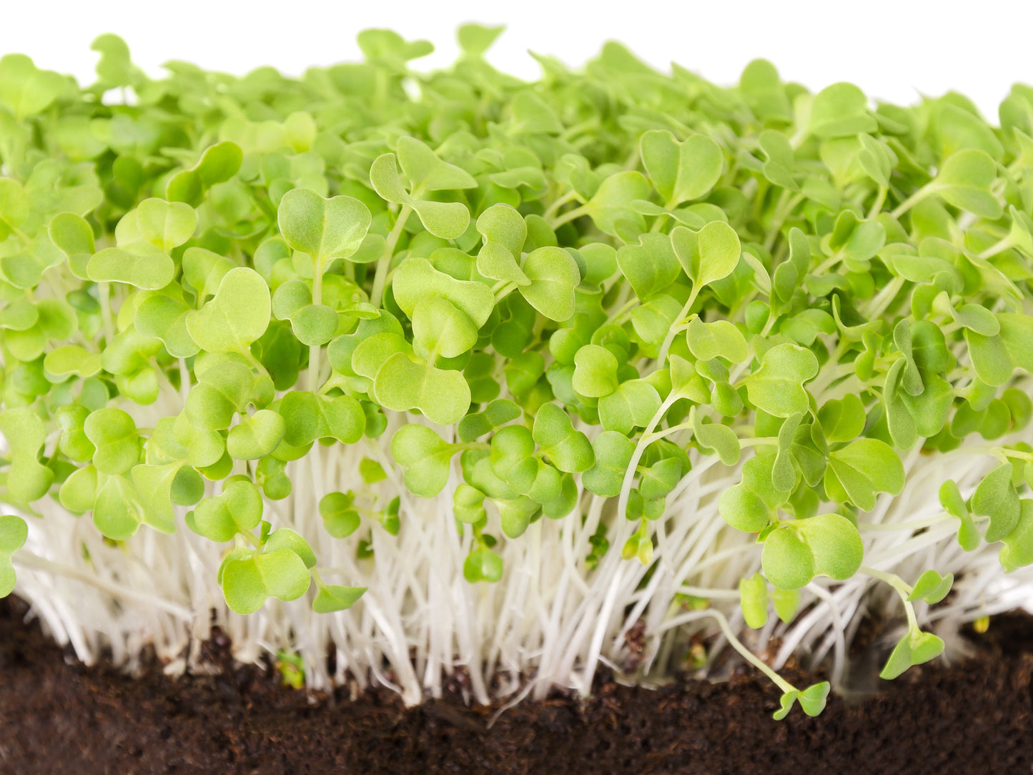 500 MIBUNA CABBAGE Mibu Greens Japanese Brassica Rapa Japonica Vegetable Seeds