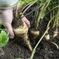 1000 ALL AMERICAN PARSNIP Pastinaca Sativa White Root Vegetable Seeds