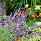 50 OXFORD BLUE SAGE Salvia Viridis Clary Painted Horminum Sage Herb Flower Seeds