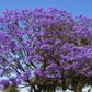 25 BLUE JACARANDA TREE ( Fern Tree / Brazilian Rose Wood / Green Ebony ) Jacaranda Mimosifolia Seeds