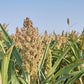 75 WHITE POPPING SORGHUM Bicolor Snack Vegetable Flour Grain Seeds