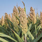 75 WHITE POPPING SORGHUM Bicolor Snack Vegetable Flour Grain Seeds