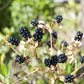 10 FRECKLEFACE BLACKBERRY LILY (Leopard Lily) Belamcanda Chinensis Iris Domestica Flower Seeds