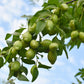 5 JOJOBA Simmondsia Chinensis Fruit Nut Oil Evergreen Shrub Seeds