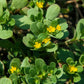 300 Organic GOLDEN PURSLANE Portulaca Sativa Vegetable Herb Yellow Flower Seeds