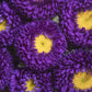 1000 POWDER PUFF ASTER Mix Callistephus Chinensis Flower Seeds