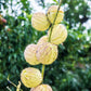 10 BALLOON MILKWEED Hairy Balls Butterfly Weed Asclepias Gomphocarpus Physocarpus Monarch Flower Seeds