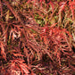 10 WEEPING LACELEAF MAPLE Japanese Acer Palmatum Dissectum Green Yellow Red Tree Seeds