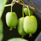 20 Variegated ARCTIC BEAUTY KIWI Fruit Edible Actinidia Kolomikta Vine Seeds