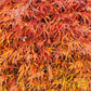 10 WEEPING LACELEAF MAPLE Japanese Acer Palmatum Dissectum Green Yellow Red Tree Seeds