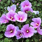 25 Dark Pink ROSE Of SHARON HIBISCUS Syriacus Flower Tree Bush Seeds