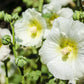 25 WHITE HOLLYHOCK Alcea Rosea Flower Seeds Perennial