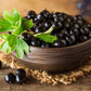 20 GOLDEN CURRANT SHRUB Black Fruit Yellow Flower Ribes Chrysobotrya Aurea Seeds