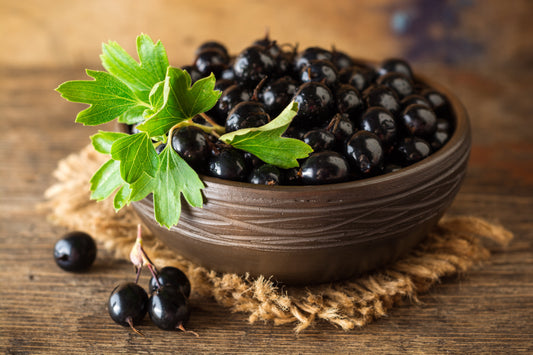 20 GOLDEN CURRANT SHRUB Black Fruit Yellow Flower Ribes Chrysobotrya Aurea Seeds