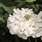 250 WHITE Cloud PEONY POPPY Papaver Peoniflorum Flower Seeds