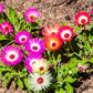 200 MIXED Colors ICE PLANT ( Mesembryanthemum Daisy / Livingstone Daisy ) Dorotheanthus Bellidiformis Flower Seeds