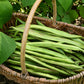 25 SCARLET RUNNER Pole BEAN Ornamental Red Flowers Phaseolus Vulgaris Vegetable Seeds