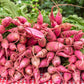 100 CHINA ROSE RADISH (Chinese Winter Radish) Raphanus Sativus Vegetable Seeds