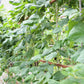 100 Texas CREAM COW PEA Southern Pea Bush Vigna Unguiculata Vegetable Seeds
