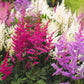 50 MIXED Colors ASTILBE BUNTER Astilbe Simplicifolia Shade Red White Purple Pink Flower Seeds