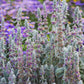 100 Wolly LAMBS EAR Stachys Byzantina Silvery Fuzzy Leaves Purple Flower Seeds