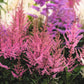 50 MIXED Colors ASTILBE BUNTER Astilbe Simplicifolia Shade Red White Purple Pink Flower Seeds