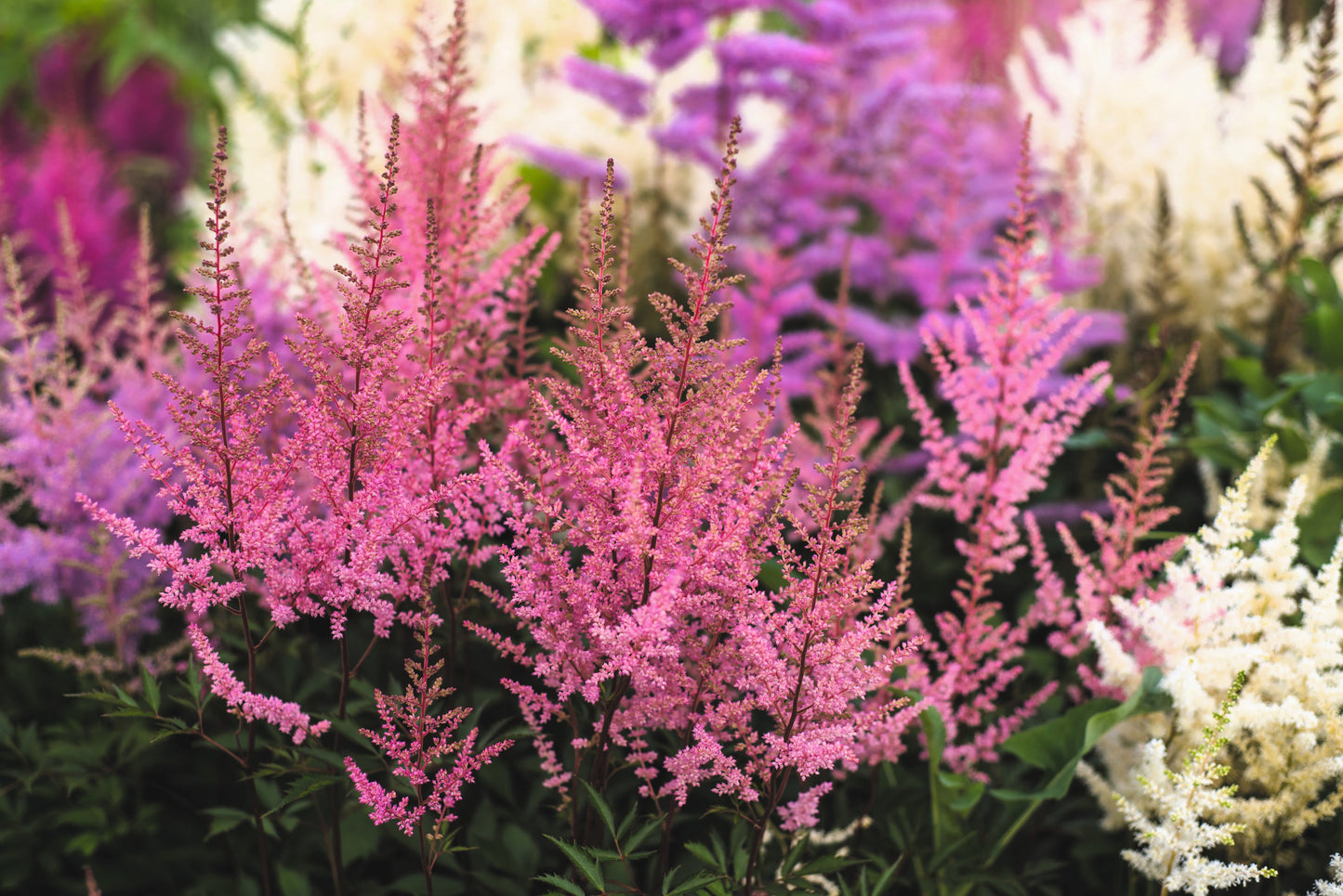 50 MIXED Colors ASTILBE BUNTER Astilbe Simplicifolia Shade Red White Purple Pink Flower Seeds