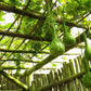 30 DIPPER GOURD Siphon Gourd Green Lagenaria Siceraria Vegetable Seeds