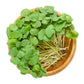 200 Organic BUCKWHEAT Fagopyrum Esculentum Grain Cover Crop Ground Cover Flower Vegetable Seeds