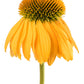 50 OZARK GOLD CONEFLOWER Echinacea Paradoxa Yellow Bush's Coneflower Flower Seeds