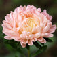 30 Duchess APRICOT PAEONY ASTER French Peony Callistephus Double Flower Seeds