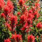 50 Red INDIAN PAINTBRUSH Castilleja Indivisa Flower Seeds